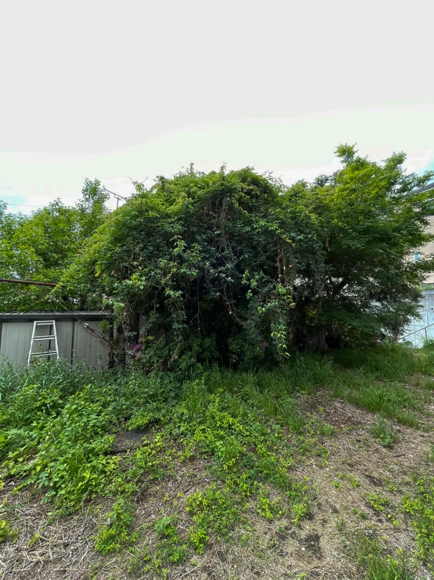 草で覆われた空き地を駐車場として